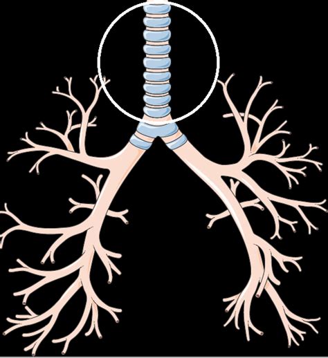 Unicesumar Atividade Cbio Anatomia Humana Observe A