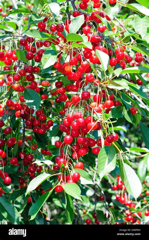 Ripe Cherry Berries Hi Res Stock Photography And Images Alamy