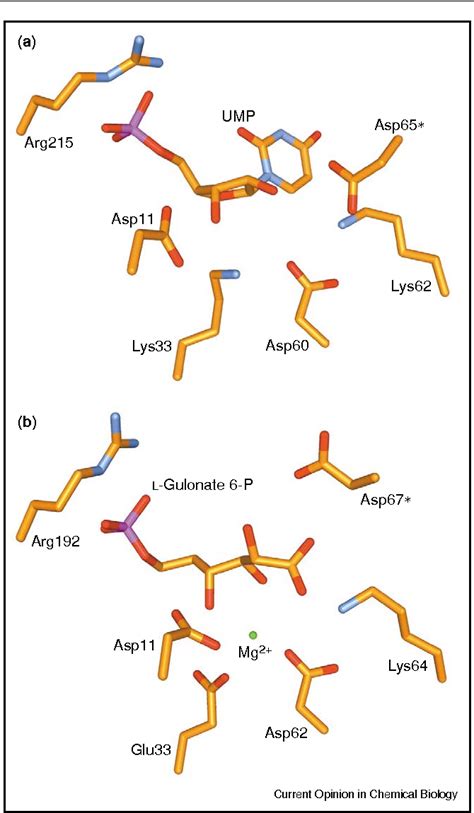 Figure 5 From Evolution Of Function In B A 8 Barrel Enzymes