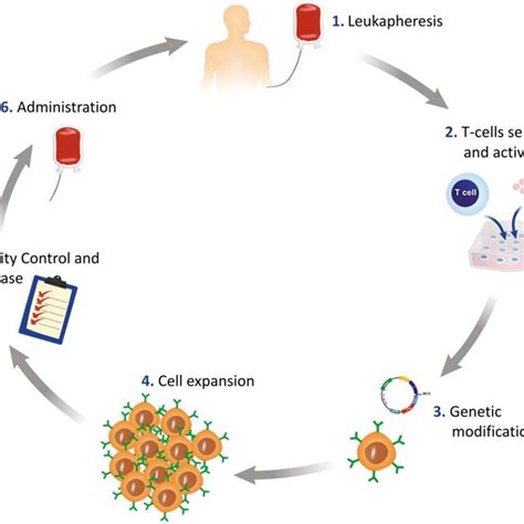 Car T Cell Therapy Process