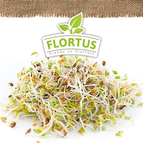 Keimsprossen Alfalfa BIO Keimsprossen Von FLORTUS Samenhaus Samen