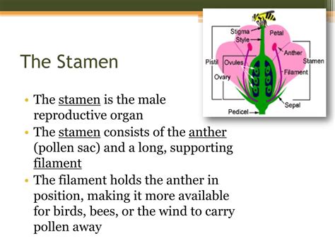 Ppt Leaf Botany And Plant Cell Biology Powerpoint Presentation Free