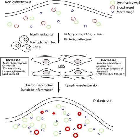 A Cascade Of Pathogenic Events May Lead To Lymphatic Vascular