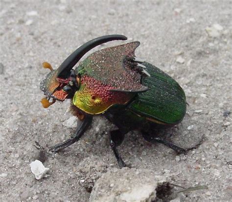 Rainbow Scarab Beetle Identification Life Cycle Facts And Pictures