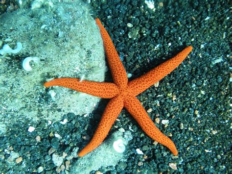 etoile de mer vikidia lencyclopedie des   ans