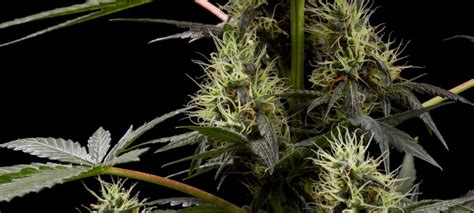 Top 10 Nirvana Seeds Best Strains - Annibale Seedshop