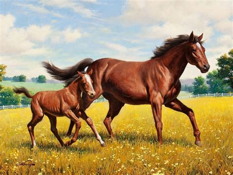 Mare Animal Wallpapers - Wallpaper Cave