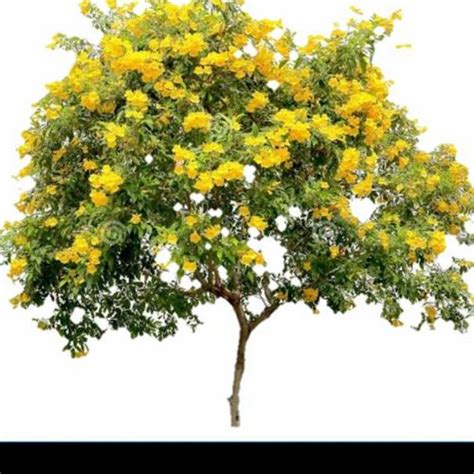 jual tanaman hias bunga pohon tecomaria kab bogor andreas flora