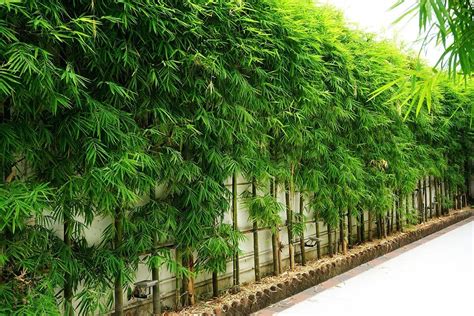 Free Bamboo Privacy Screen Basic Idea | Home decorating Ideas