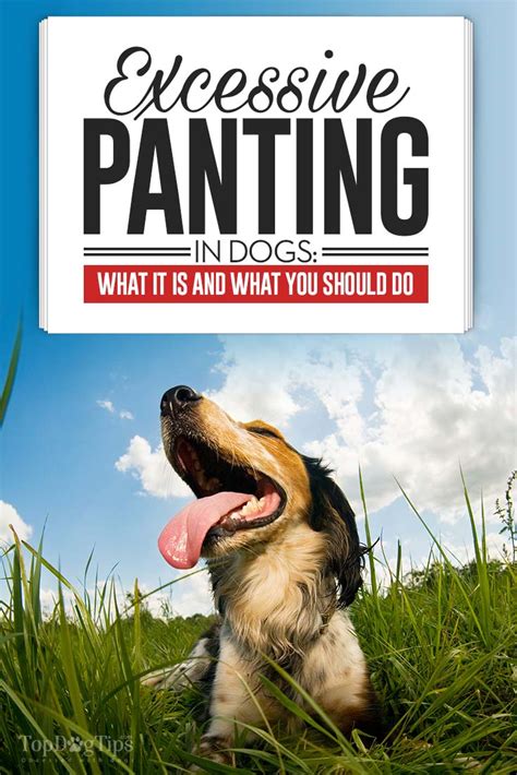 What Does Dog Heavy Panting Mean