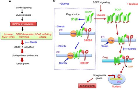 Glucose Mediated N Glycosylation Of Scap Is Essential For Srebp