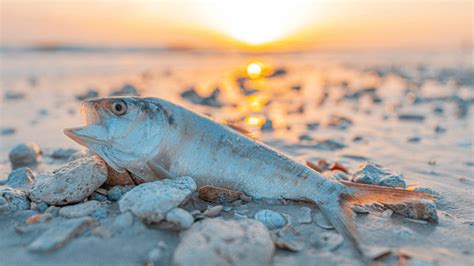 “Red Tide” Of Toxic Organisms Storms Florida | IFLScience