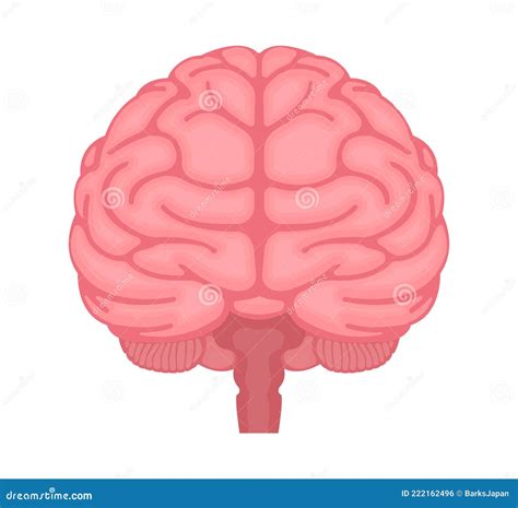 Vector Illustration Of Human Brain Front View Stock Vector