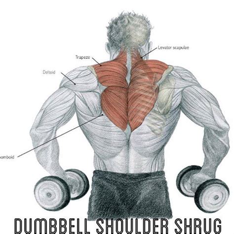 dumbell shoulder shrug