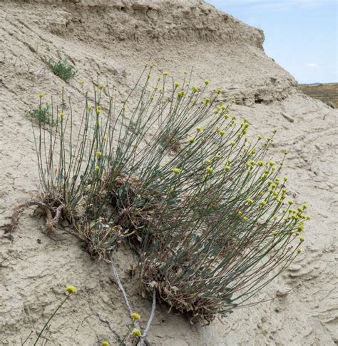 False Naked Buckwheat From Sh Melba Id Us On June At