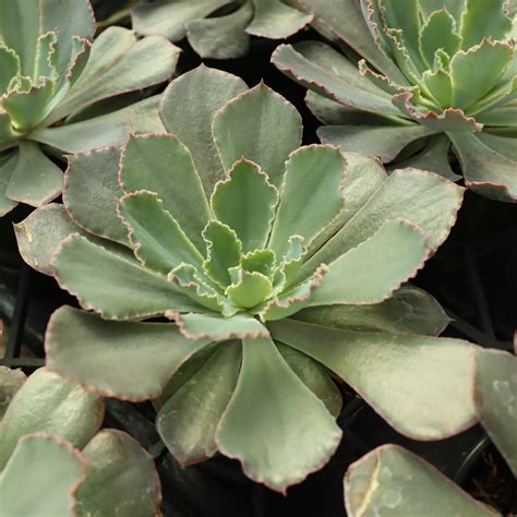 New Garden Trends! | Pinder's Nursery | Blog