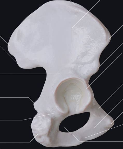 Os Coxa Ilium Ischium And Pubis Lateral View Diagram Quizlet