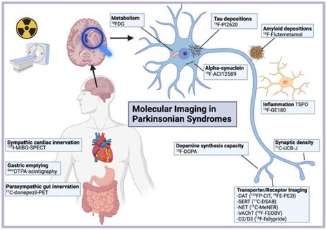 Brain Sciences Free Full Text Molecular Imaging In Parkinsonian