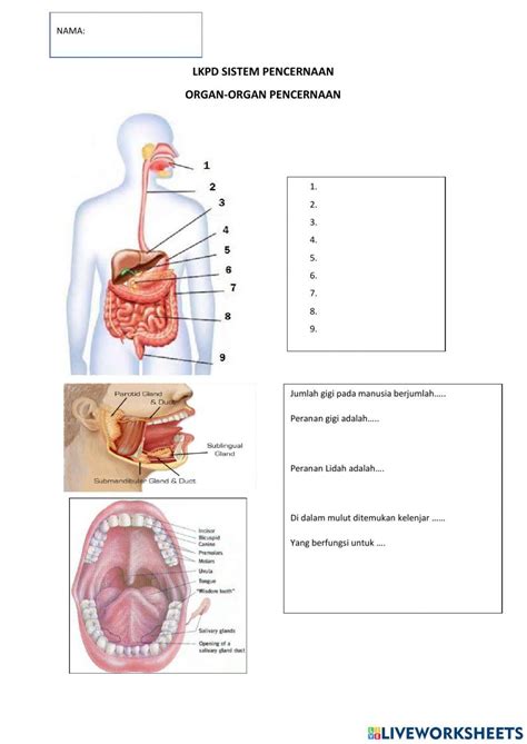 Lkpd Sistem Pencernaan Free Worksheet Live Worksheets