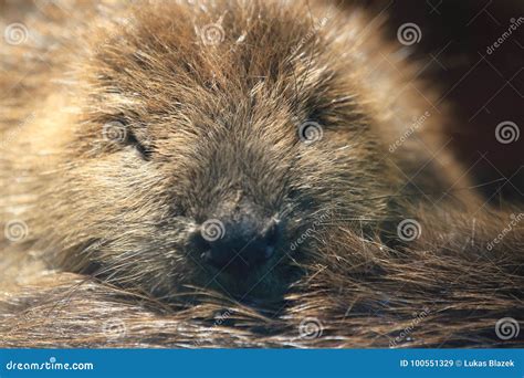 Canadian Beaver Stock Images - 250 Photos