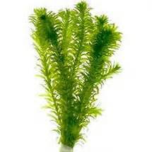 Элодея (Elodea) купить недорого в Москве | Амигофиш