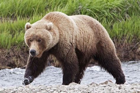 20 Fun Facts about Grizzly Bears - Tail and Fur