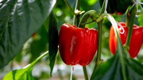 Into The Bloom How To Grow Capsicum At Home HerZindagi