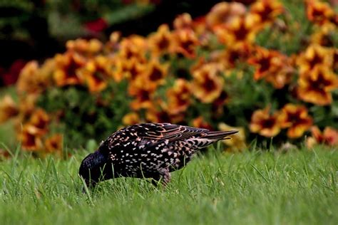 Bird Starling Ornithology Common - Free photo on Pixabay