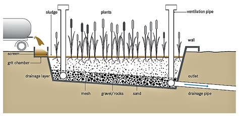 Planted Drying Beds Sswm Find Tools For Sustainable Sanitation And