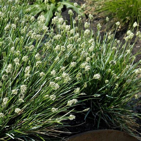 Trawa Sesleria Rośliny ogrodowe Największy wybór roślin