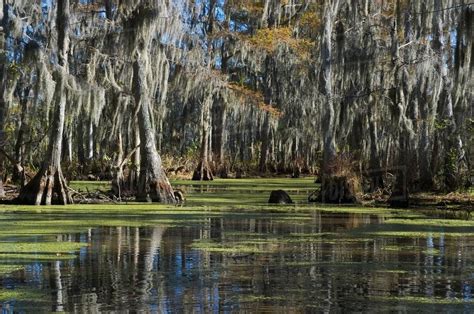 Swamp Near New Orleans Louisiana Usa Stock Photo Dissolve