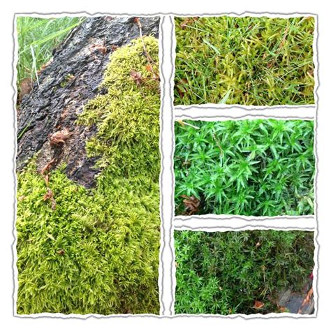 Jessica's wonderful world of plants: Mosses