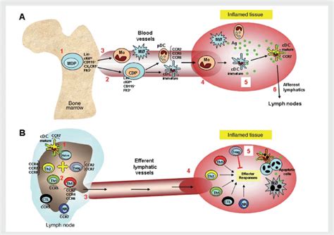 Schematic View Of Chemokine Dependent Migration Of Specialized Immune