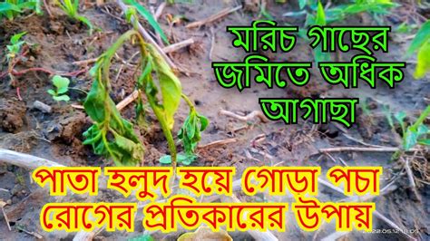 লঙ্কা গাছের জমিতে অধিক আগাছা ও পাতা হলুদ হয়ে গোড়া পচা রোগের