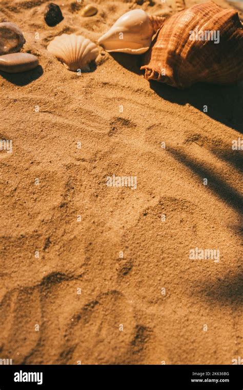 Desert Beauty Summer Background Seashell Sand Stock Photo Alamy