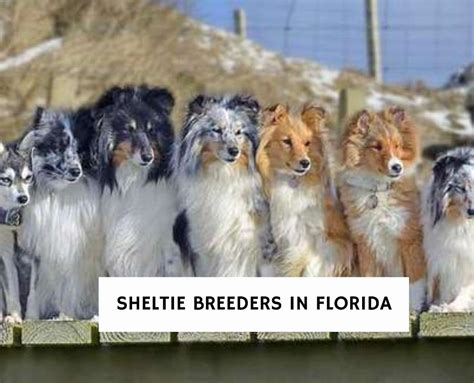 5 Best Sheltie Breeders in Florida!