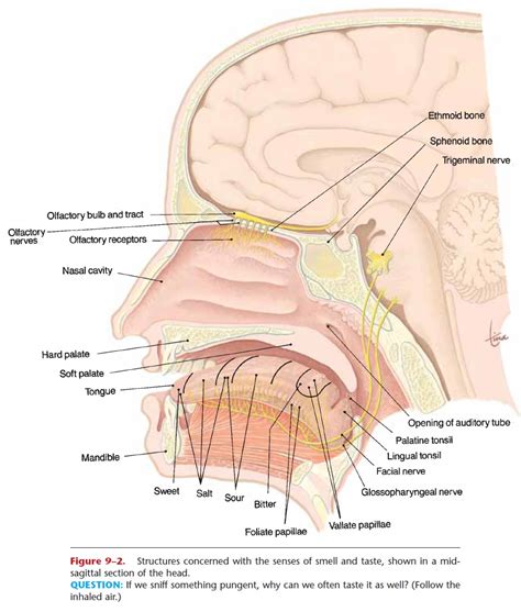 Sense Of Smell