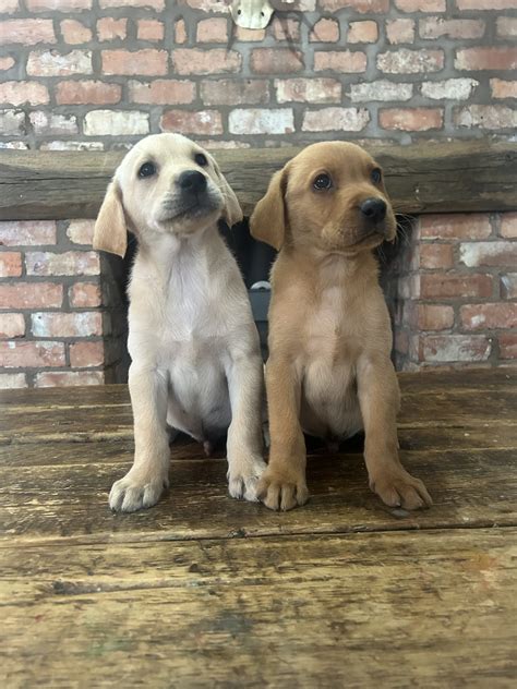 Fox Red Labrador puppies Liverpool