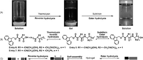 Reverse Hydrolysis Of Fmoc Peptides With Free Amino Acid Peptide