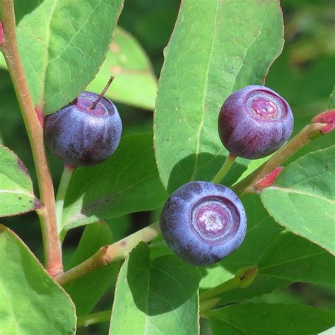 Mountain Huckleberry Seeds | Vaccinium membranaceum Seeds | Amkha Seed