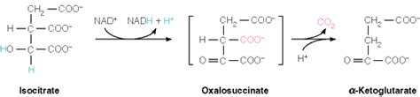 Isocitrate Dehydrogenase