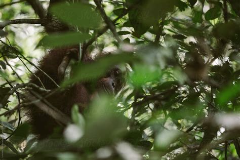 Orang Utan Hidden In The Rainforest By Stocksy Contributor Akela