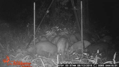 Feral hogs damage Liberty High School practice field - ABC13 Houston