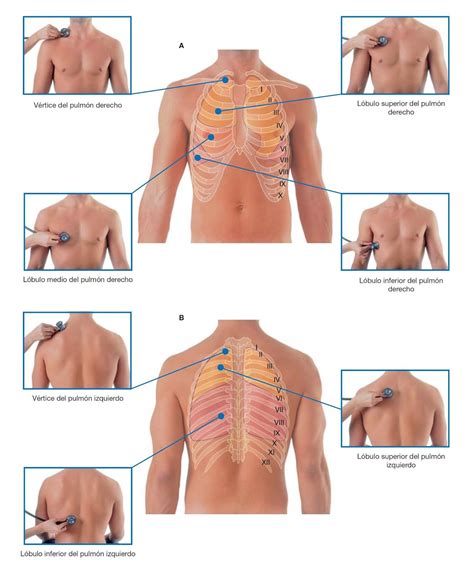 Teamwork Medical Nurse Zonas De AuscultaciÓn CardÍaca Y Pulmonar Auscultacion Cardiaca