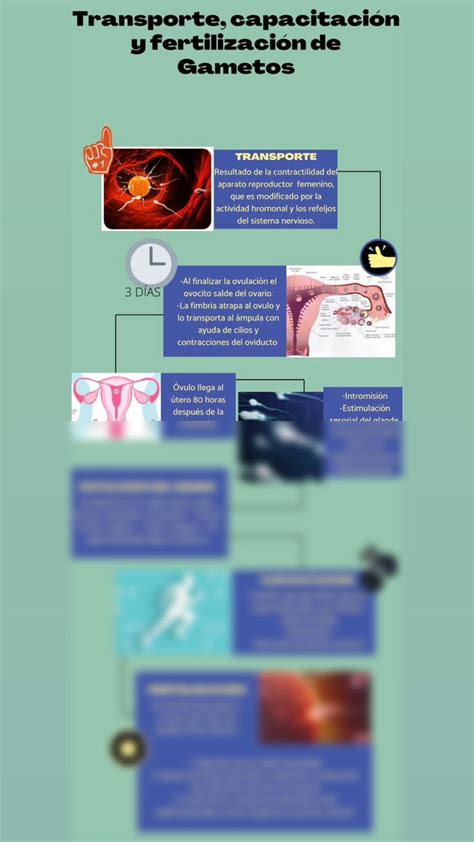 Solution Transporte Capacitacion Y Fertilizacion De Gametos Studypool