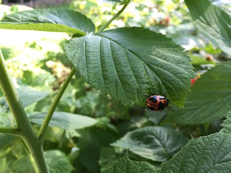 Free Images Leaf Flower Green Produce Insect Botany Garden