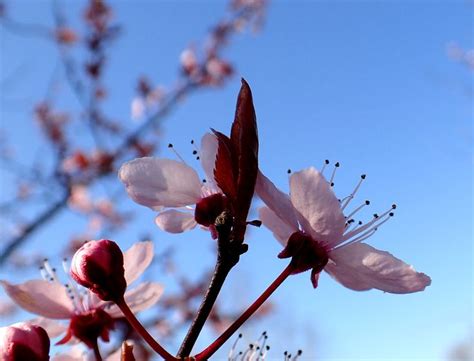 Arbres En Fleurs Roses Au Printemps