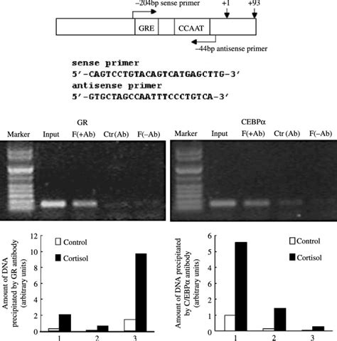 Chromatin Immunoprecipitation Chip Assay Showing Glucocorticoid