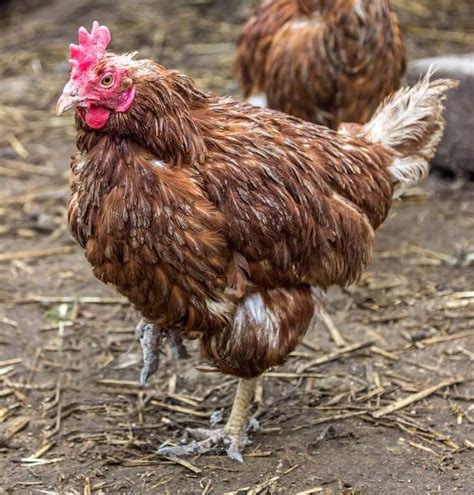 Chicken Molting When How Long Care Guide And More Chickens And More