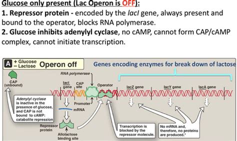 Biochem: Regulation of Gene Expression Flashcards | Quizlet